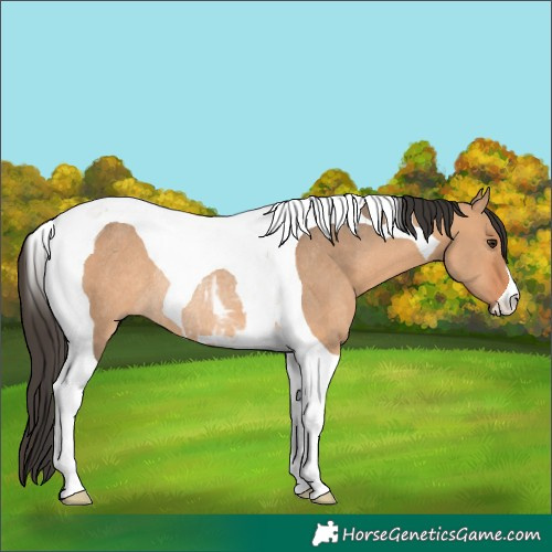 Horse Color:Bay Dun Tobiano Rabicano 