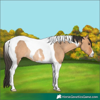 Horse Color:Bay Dun Tobiano Rabicano