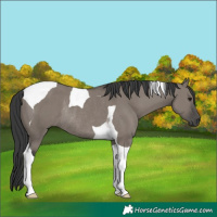 Horse Color:Grullo Tobiano Rabicano 