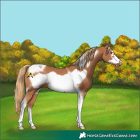 Horse Color:Chestnut Tobiano Frame 