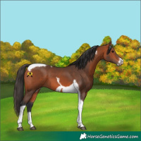 Horse Color:Bay Tobiano Frame 