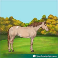 Horse Color:Red Dun Varnish 