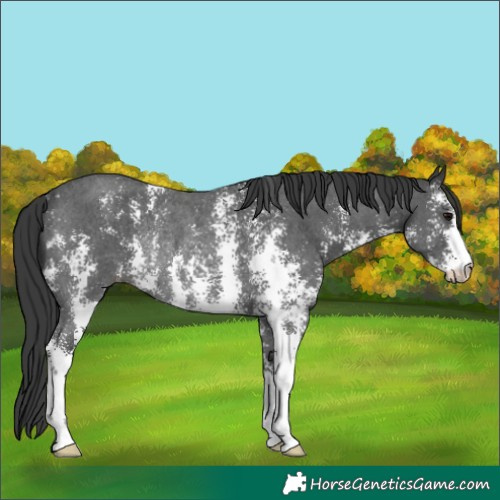 Horse Color:Black Sabino Rabicano