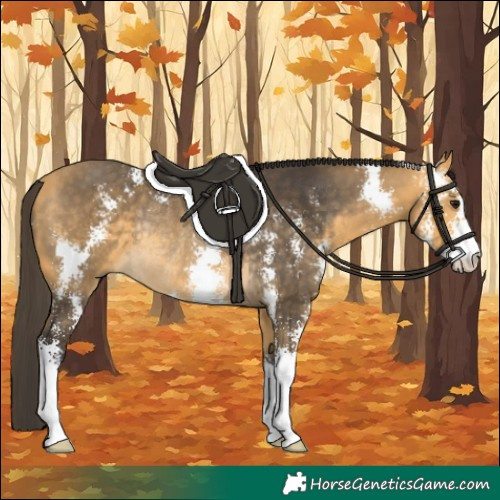 Horse Color:Buckskin Sabino Rabicano 