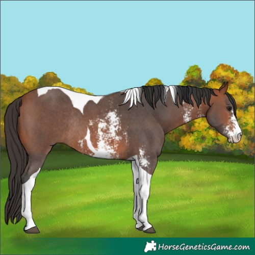 Horse Color:Bay Sabino Tobiano Rabicano 