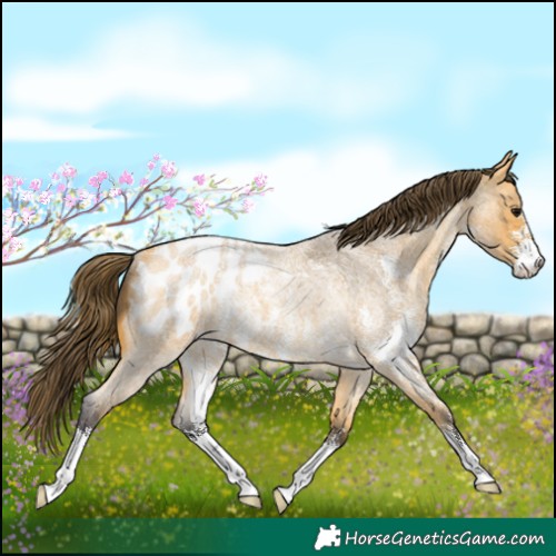 Horse Color:Buckskin Roan Sabino Appaloosa Rabicano