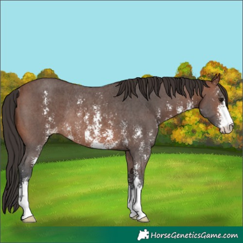 Horse Color:Brown Sabino Rabicano