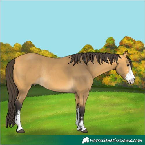 Horse Color:Buckskin Sabino Rabicano 