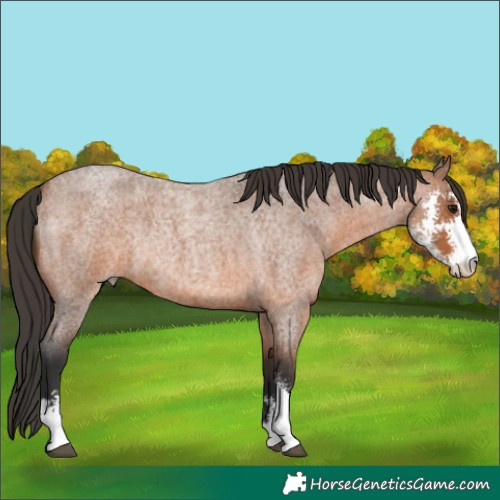 Horse Color:Bay Roan Sabino Rabicano 