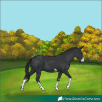Horse Color:Black 