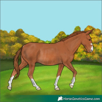 Horse Color:Chestnut Rabicano 