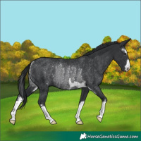Horse Color:Black Rabicano 