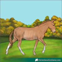 Horse Color:Chestnut Rabicano 