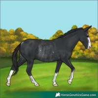 Horse Color:Black Rabicano 
