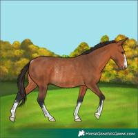 Horse Color:Bay Rabicano 