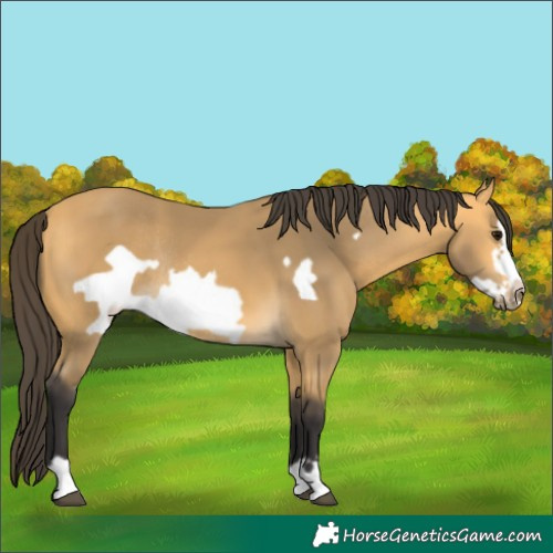 Horse Color:Buckskin Frame Rabicano 