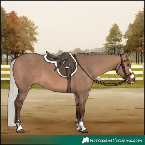 Horse Color:Silver Brown Dun 