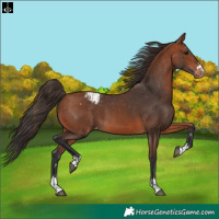 Horse Color:Bay Appaloosa  and Bay Appaloosa 