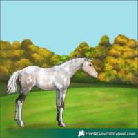 Horse Color:White Spotted Silver Buckskin 