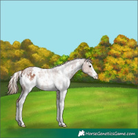 Horse Color:White Spotted Chestnut Sabino