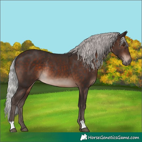 Horse Color:Silver Brown Mushroom Rabicano 