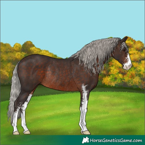 Horse Color:Silver Brown Sabino Rabicano 