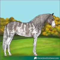 Horse Color:Silver Brown Sabino Rabicano 