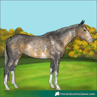 Horse Color:Silver Buckskin Sabino Rabicano 