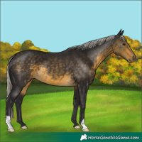 Horse Color:Silver Buckskin 