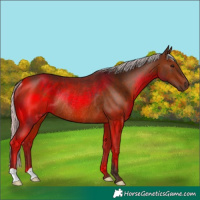 Horse Color:Silver Brown Rabicano