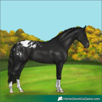 Horse Color:Gray Black Blanket 