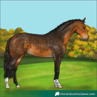 Horse Color:Gray Buckskin 