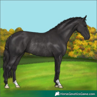 Horse Color:Smoky Black Rabicano 