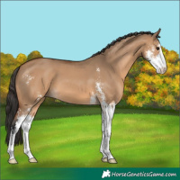 Horse Color:Bay Dun Sabino 