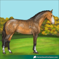 Horse Color:Buckskin Sabino