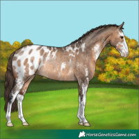 Horse Color:Brown Dun Sabino Appaloosa Rabicano