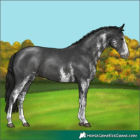 Horse Color:Gray White Spotted Black