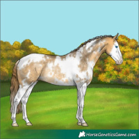 Horse Color:White Spotted Buckskin Dun Splash Appaloosa Rabicano 