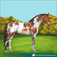 Horse Color:White Spotted Bay 