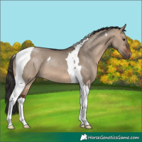 Horse Color:Brown Dun Tobiano 