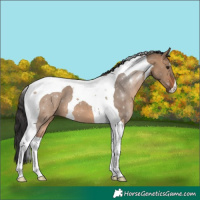 Horse Color:Brown Dun Tobiano 