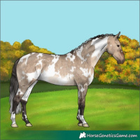 Horse Color:White Spotted Brown Dun Rabicano 