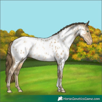 Horse Color:Smoky Black Pearl Appaloosa Rabicano 