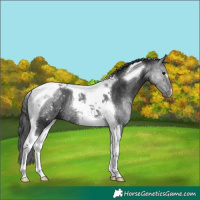 Horse Color:Black Tobiano Rabicano 