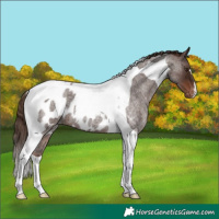 Horse Color:Liver Red Roan Tobiano Appaloosa