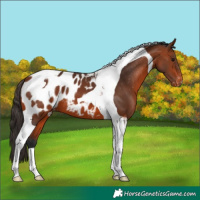 Horse Color:Bay Tobiano Blanket 