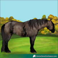 Horse Color:Void White Spotted Brown Dun Sabino 