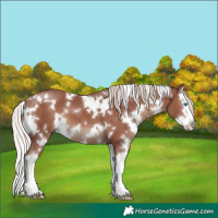 Horse Color:White Spotted Chocolate Silver Black Splash 