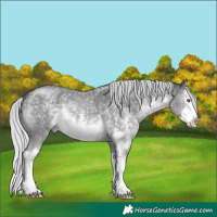 Horse Color:Silver Black Chinchilla Sabino Splash