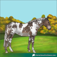 Horse Color:White Spotted Silver Black 
